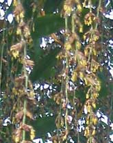 Dendrocalamus brandisii cv. Black