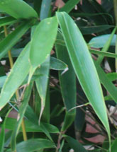Fargesia robusta 'Wolong'