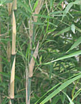 Arundinaria tesselata 

Sehr gute Kübelpflanze