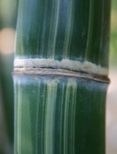 Bambusa textilis f. albostriata