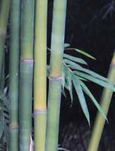 Bambusa pachinensis var. hirsutissima