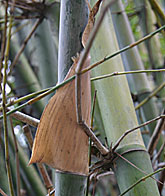 Bambusa gibba