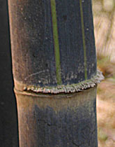 Gigantochloa atroviolacea