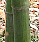 Bambusa variostriata