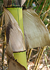 Bambusa vulgaris 'Striata' more pictures.