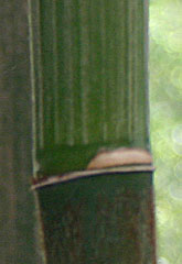 Bambusa emeiensis f. chrysotrichus