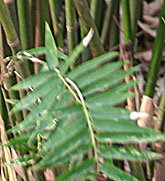 Bambusa multiplex 'Riviereorum'