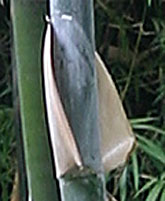 Bambusa basihirsuta