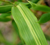 Bambusa tuldoides 'Ventricosa-Kimmei'