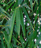 Bambusa vulgaris 'Wamin'