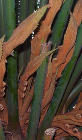 Cycas circinalis