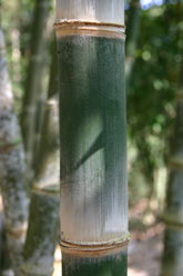 Bamboo in Indonesia