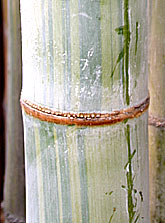 Dendrocalamus minor f. amoenus