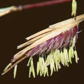 Mein Bambus blüht / Fargesia nitida *