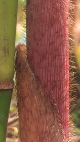 Fargesia robusta 'Red Sheats'