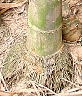 Gigantochloa nigrociliata 

- Black Hair Giant Bamboo -