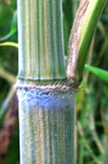 Phyllostachys edulis 'Gold Stripe' 
Synonym: heterocycala f. Gold Stripe, pubescens 'Gold Stripe'