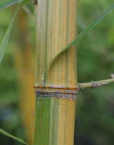 Phyllostachys praecox 'Viridisulcata'