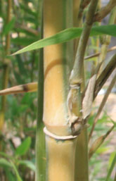 Sinobambusa rubroligula 'Bicolor'