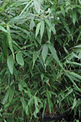 Fargesia robusta 'Green Scren'