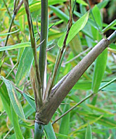 Yushania brevipaniculata