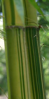Bambusa emeiensis f. flavidorivens