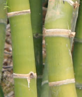 Bambusa pervariabilis-latiflorus