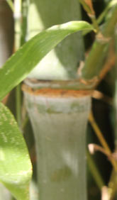 Phyllostachys nidularia f. glabrovagina

- Smooth-sheathed Broom Bamboo -