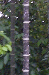 Guadua angustifolia var. nigra