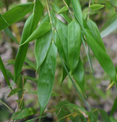 Bambus:Phyllostachys dulcis cv. Shanghai
