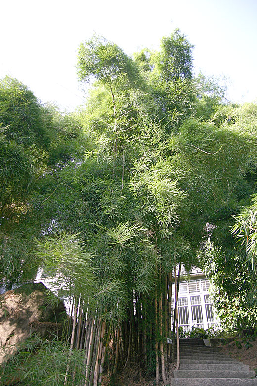 Bambus:Thyrsostachys siamensis