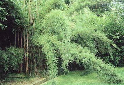 Bambus:Yushania