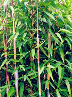Bambus:Neue Klone des Gartenbambus