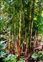 Bambus:Bambusblüte