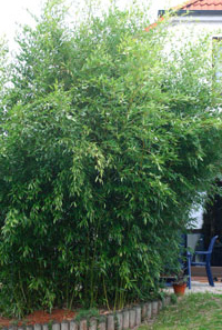 Bambus:Pflege und Platzbedarf der Bambuspflanzen für Einsteiger